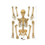 Karton Oynar Eklemli Maket İskelet Sistemi Proje Deney Ödev Seti
